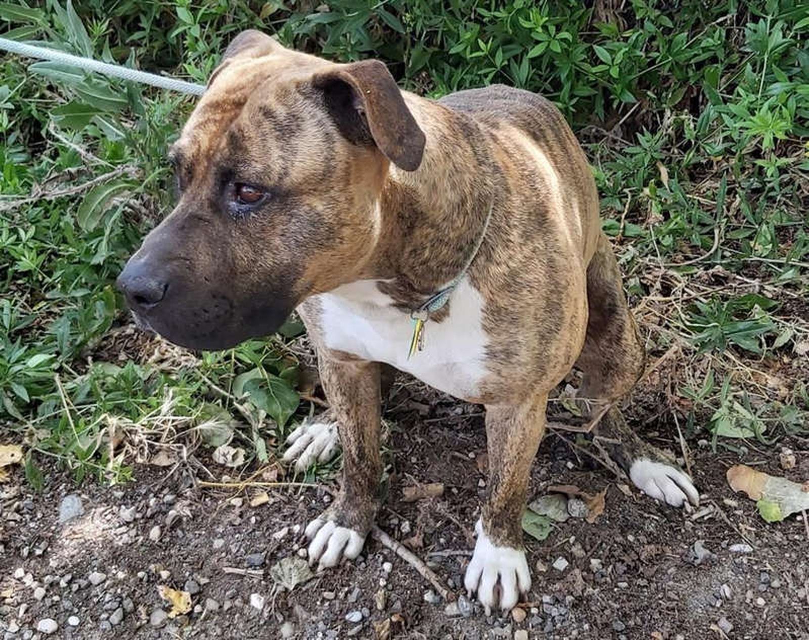 Oso, el perro al que su dueño intentó ahogar