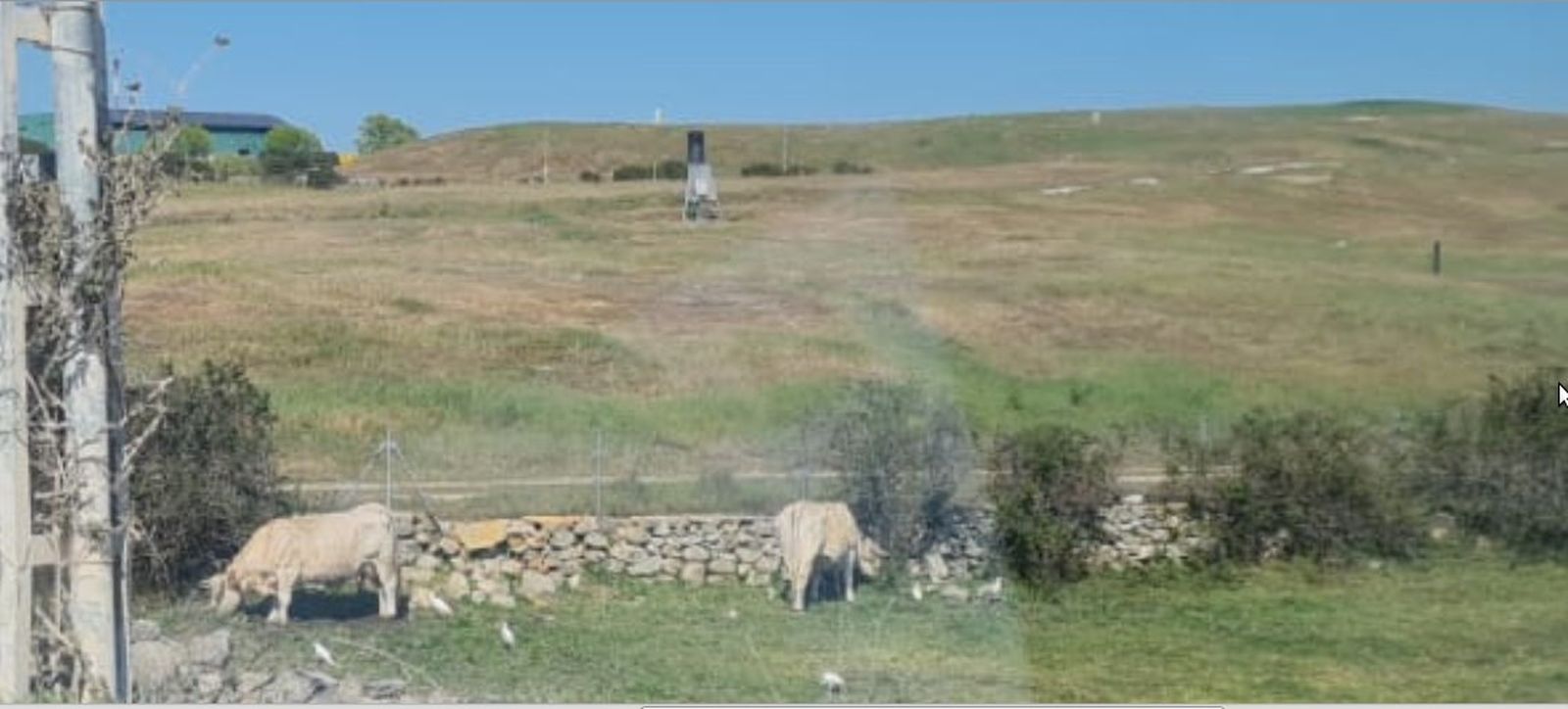 Ecologistas denuncia que un grupo de vacas  pasta junto al vertedero de Colmenar Viejo
