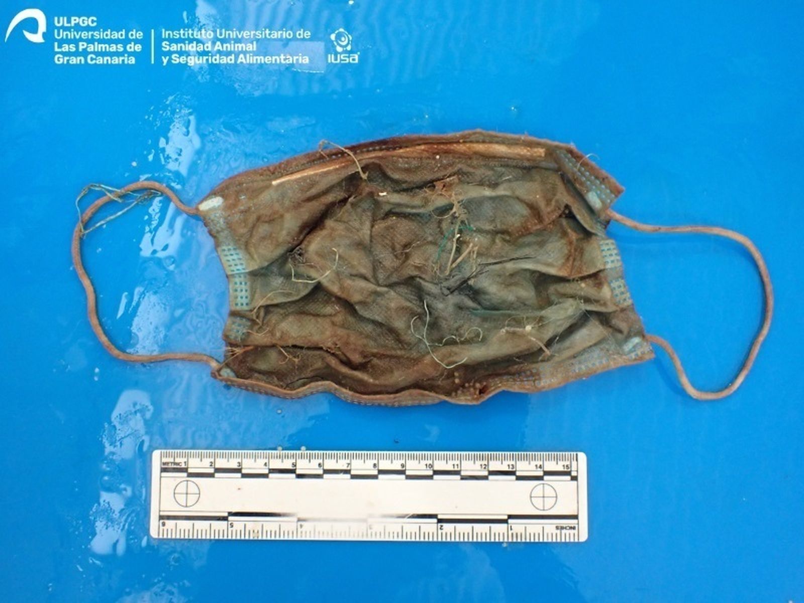 Mascarilla hallada en el interior del delfín que varó en Tenerife