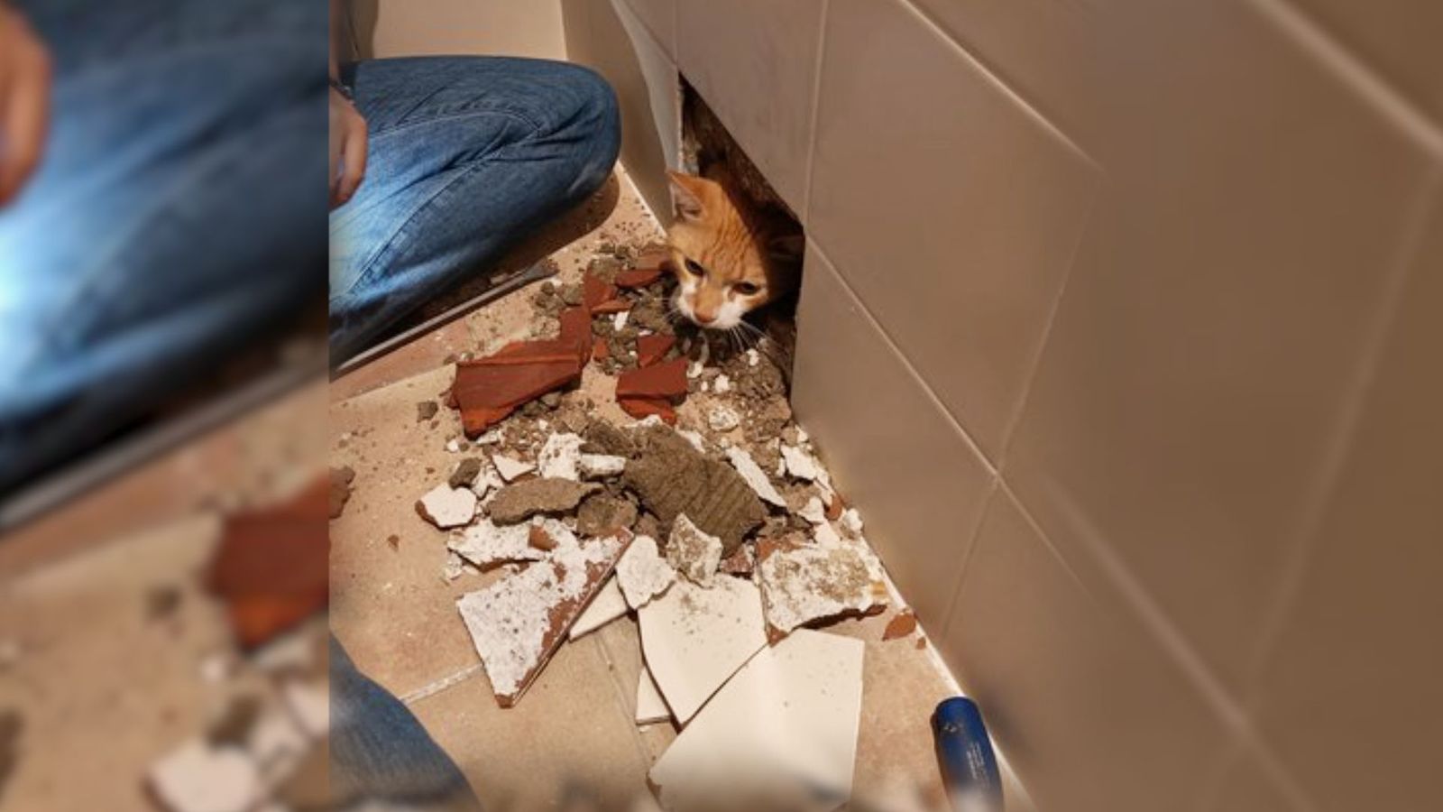 El gato de una vecina de Ciudalcampo se queda emparedado tras una reforma en su baño