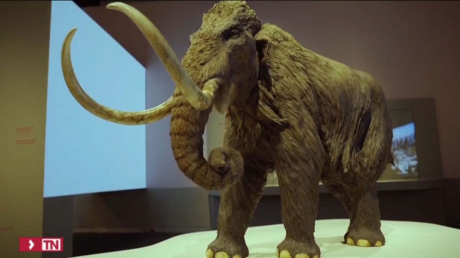 Exposición sobre los mamuts