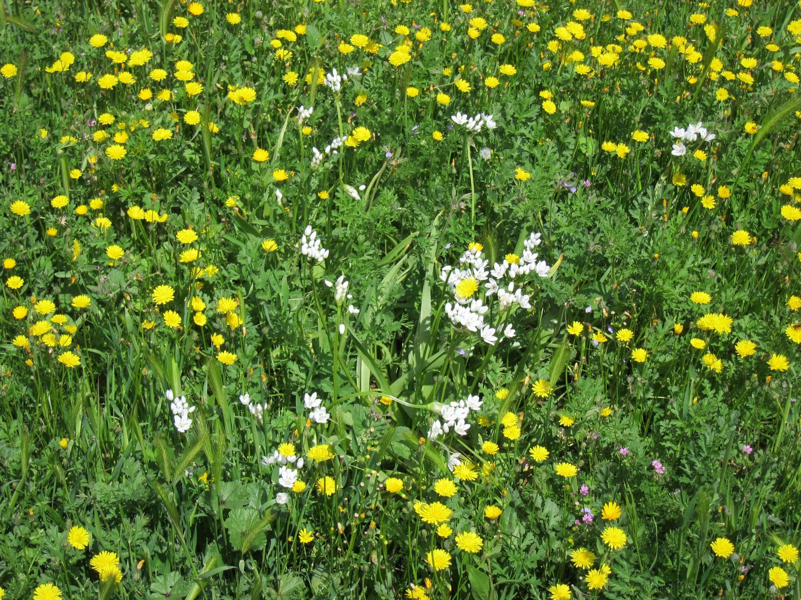 Campo de flores