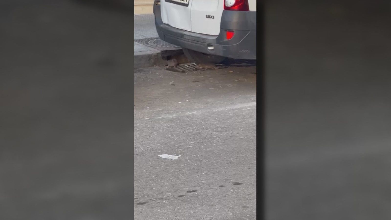 "Ratas que parecen gatos" invaden Coslada