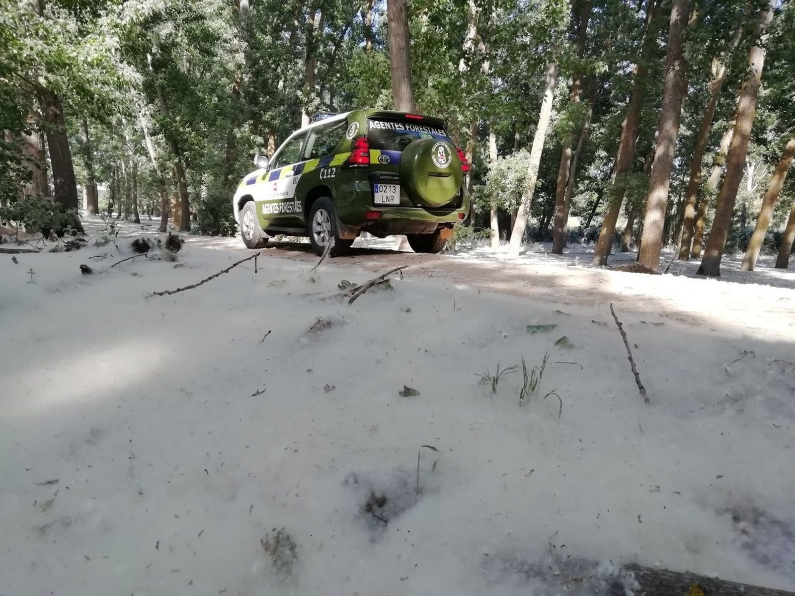 Los agentes forestales vigilan un centenar de puntos donde se acumula pelusa de chopo para evitar incendios