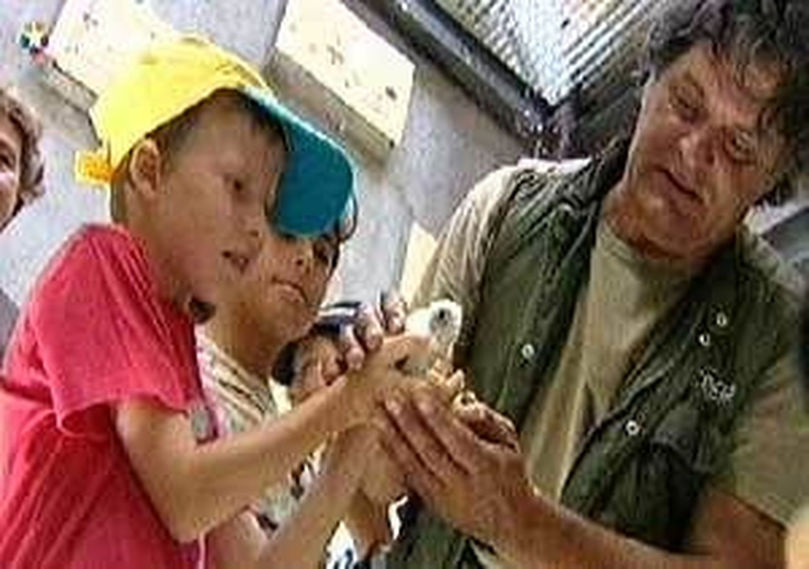 Los niños de Quijorna reintroducen en su hábitat a una veintena de pollos de cernícalo primilla