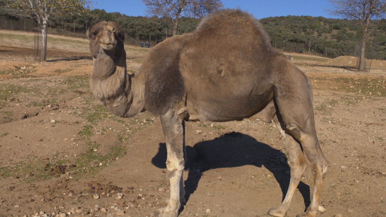 Camellos vs dromedarios: ¿Qué diferencias hay?