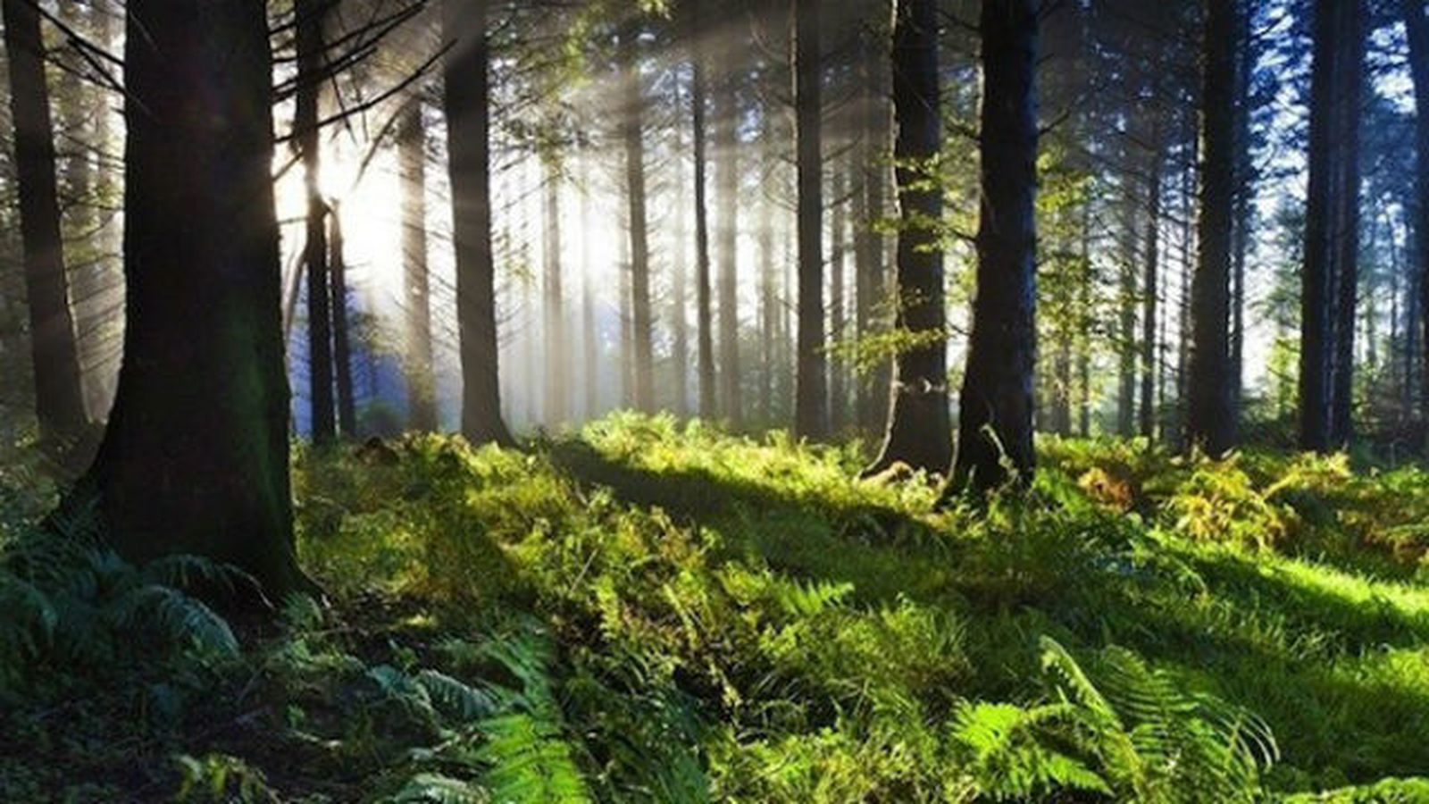 La mortalidad de los bosques puede tener efectos que rebotan a ecosistemas lejanos