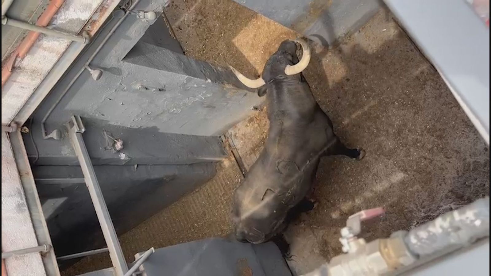 Así es el desembarque de los toros a Las Ventas