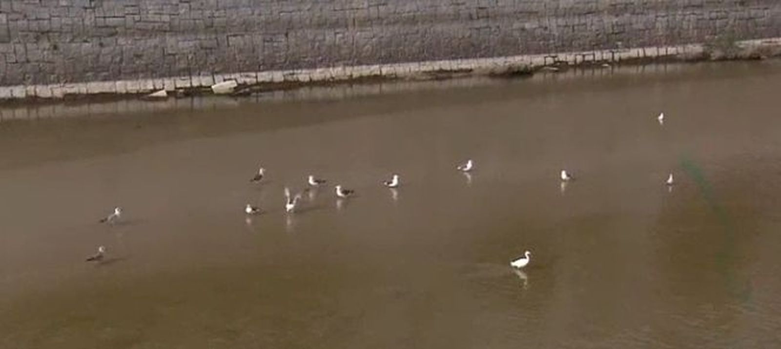 Cada vez más gaviotas deciden pasar el invierno en Madrid