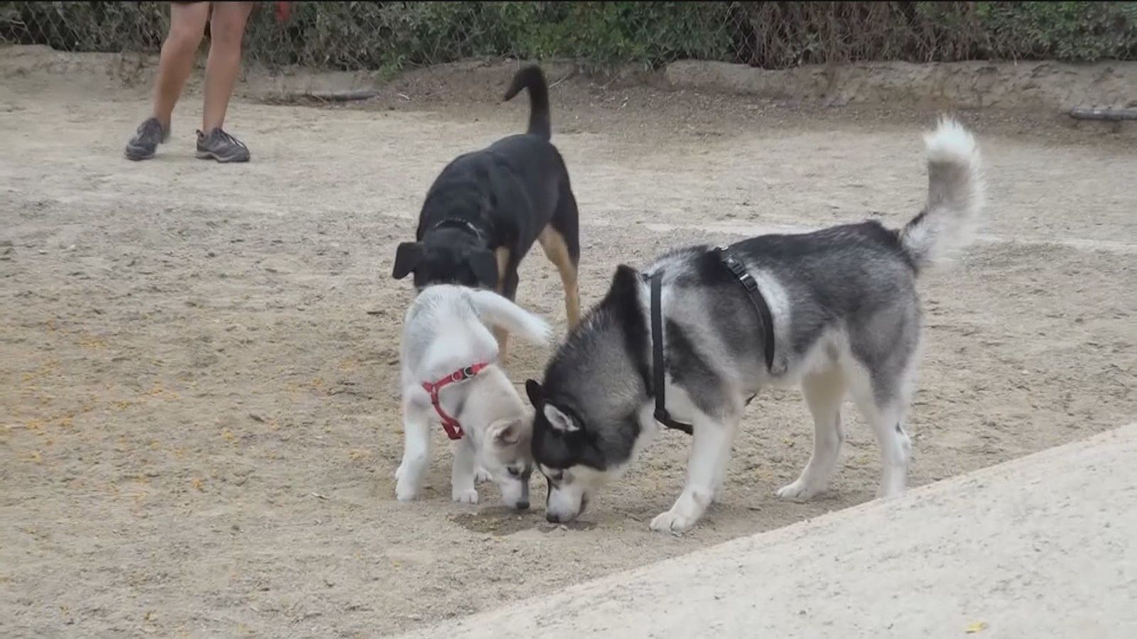 Más mascotas en los hogares seguido de un mayor abandono animal