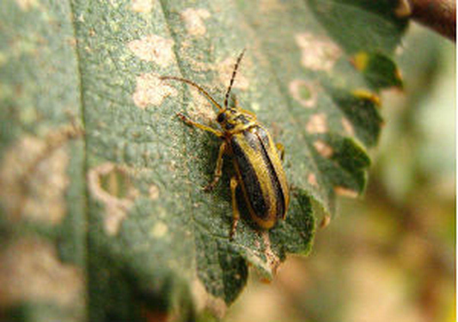 Insectos, la dieta ideal para animales y ¿humanos?