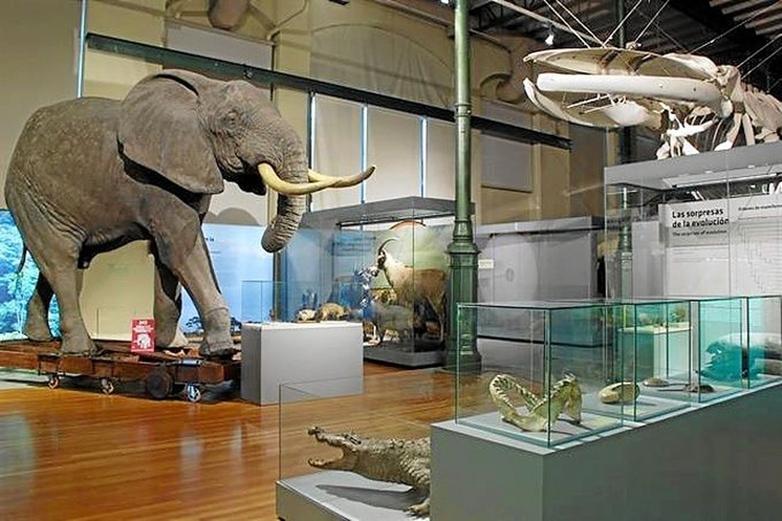 Los tesoros del Museo de Historia Natural, una alternativa para toda la familia