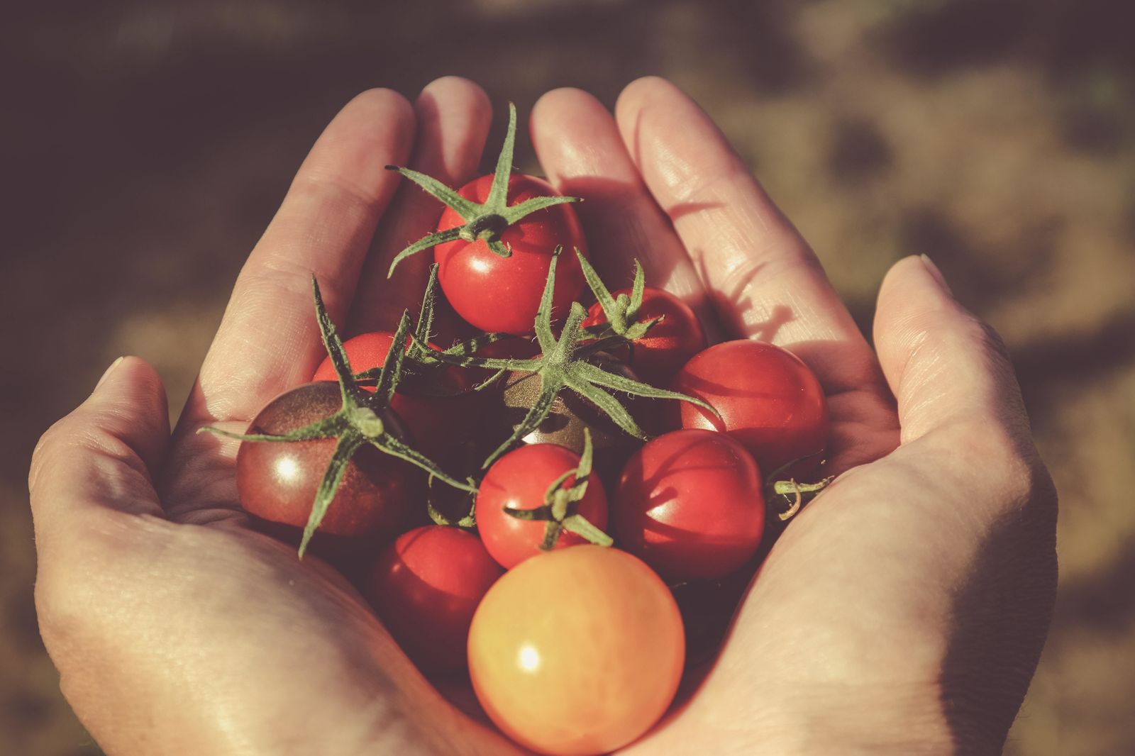 ¿Cómo comercializar productos agrícolas eliminando intermediarios?