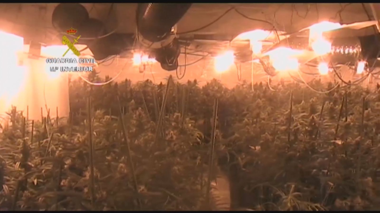 Chalet de Villaviciosa de Odón convertido en plantación de marihuana