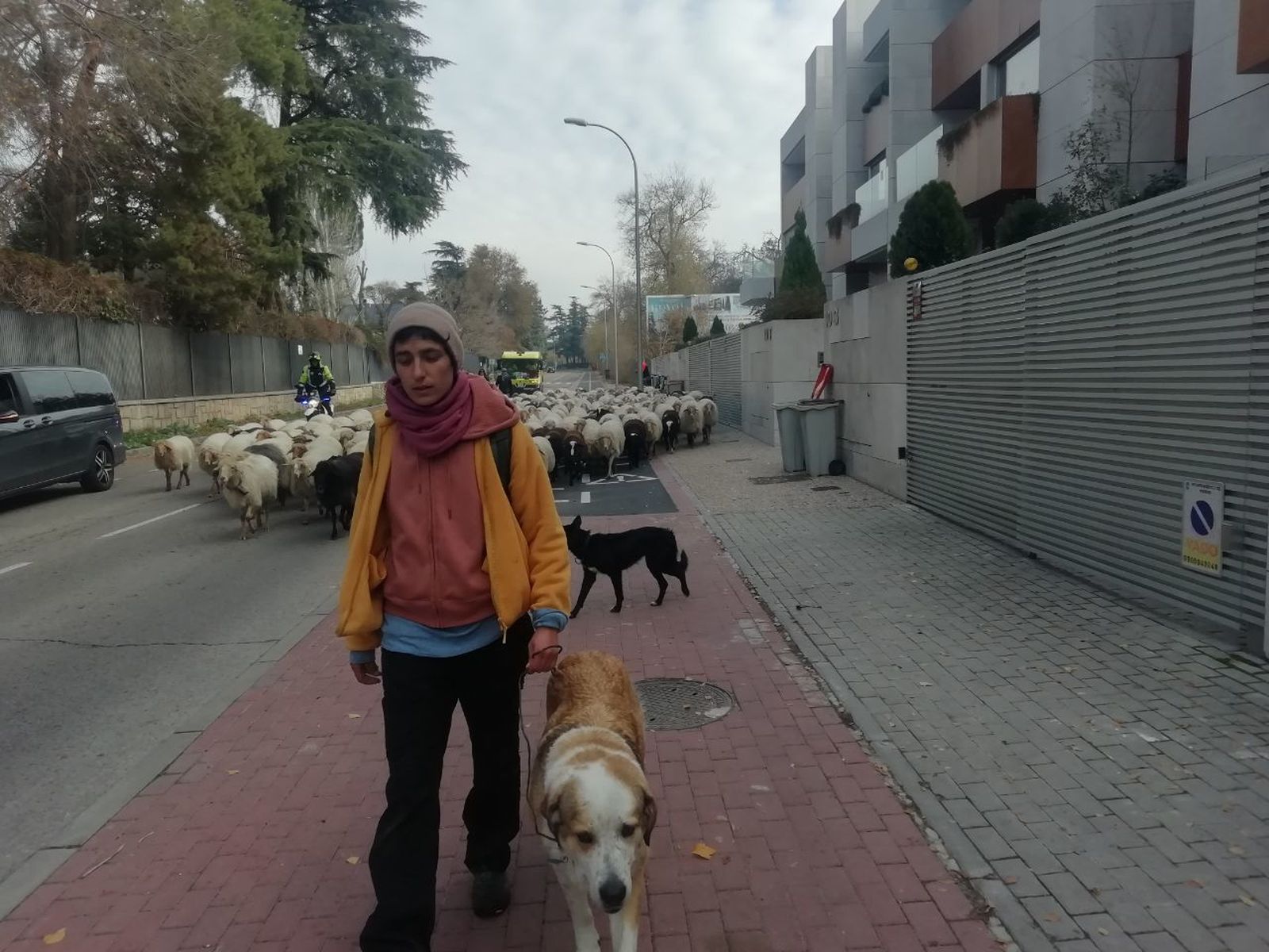 Julia, mayorala de Los Apisquillos, conduce las ovejas por la calle Arroyofresno camino de la Casa de Campo