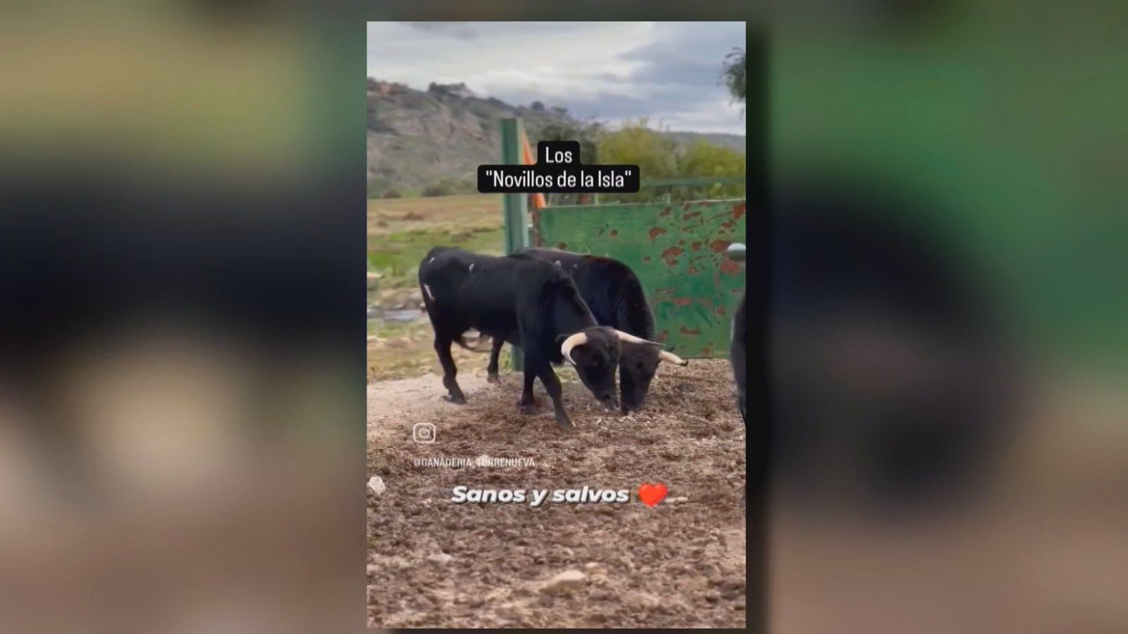 El calvario de los toros aislados en Ciempozuelos ha llegado a su fin