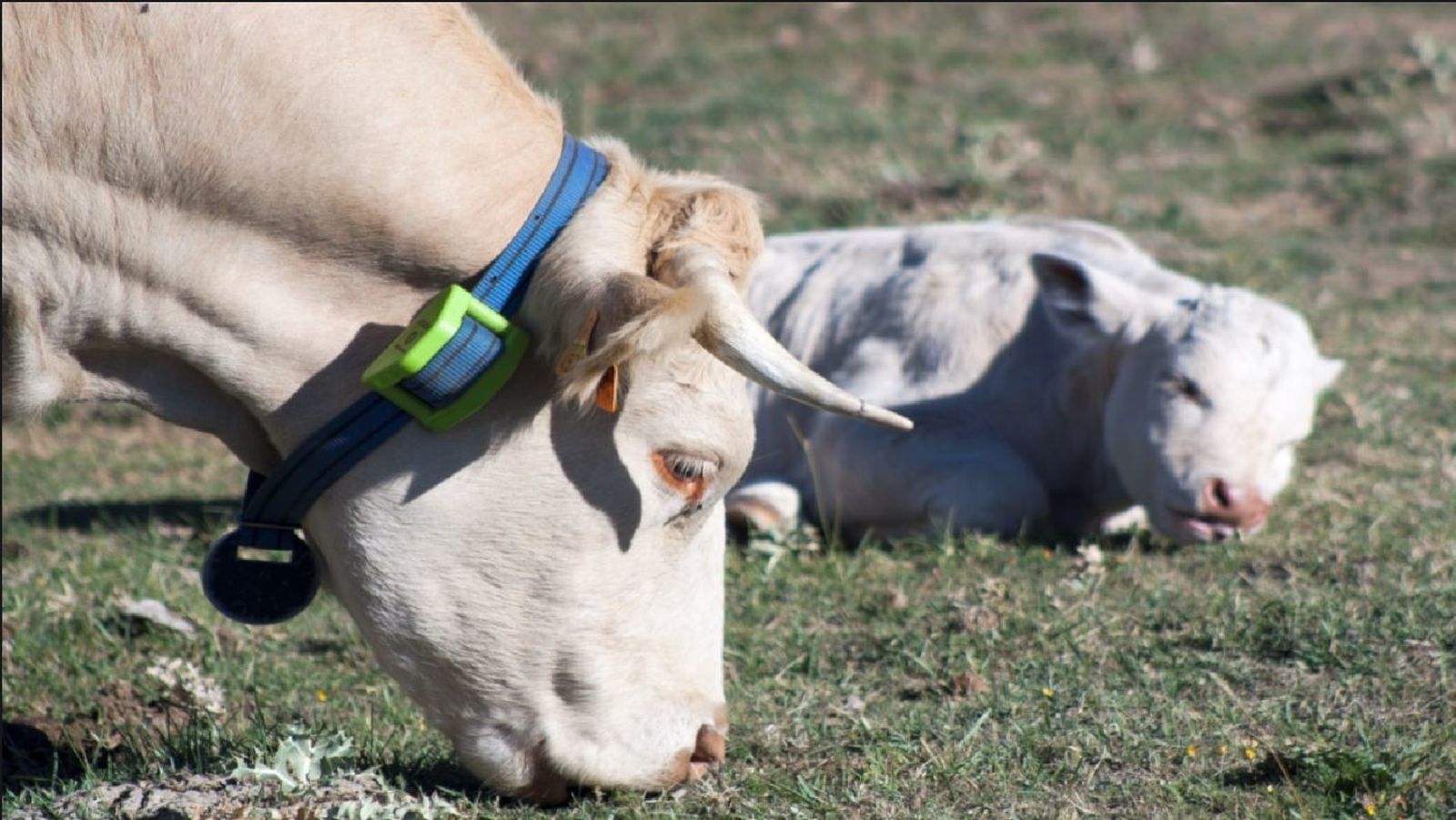 Vaca con GPS