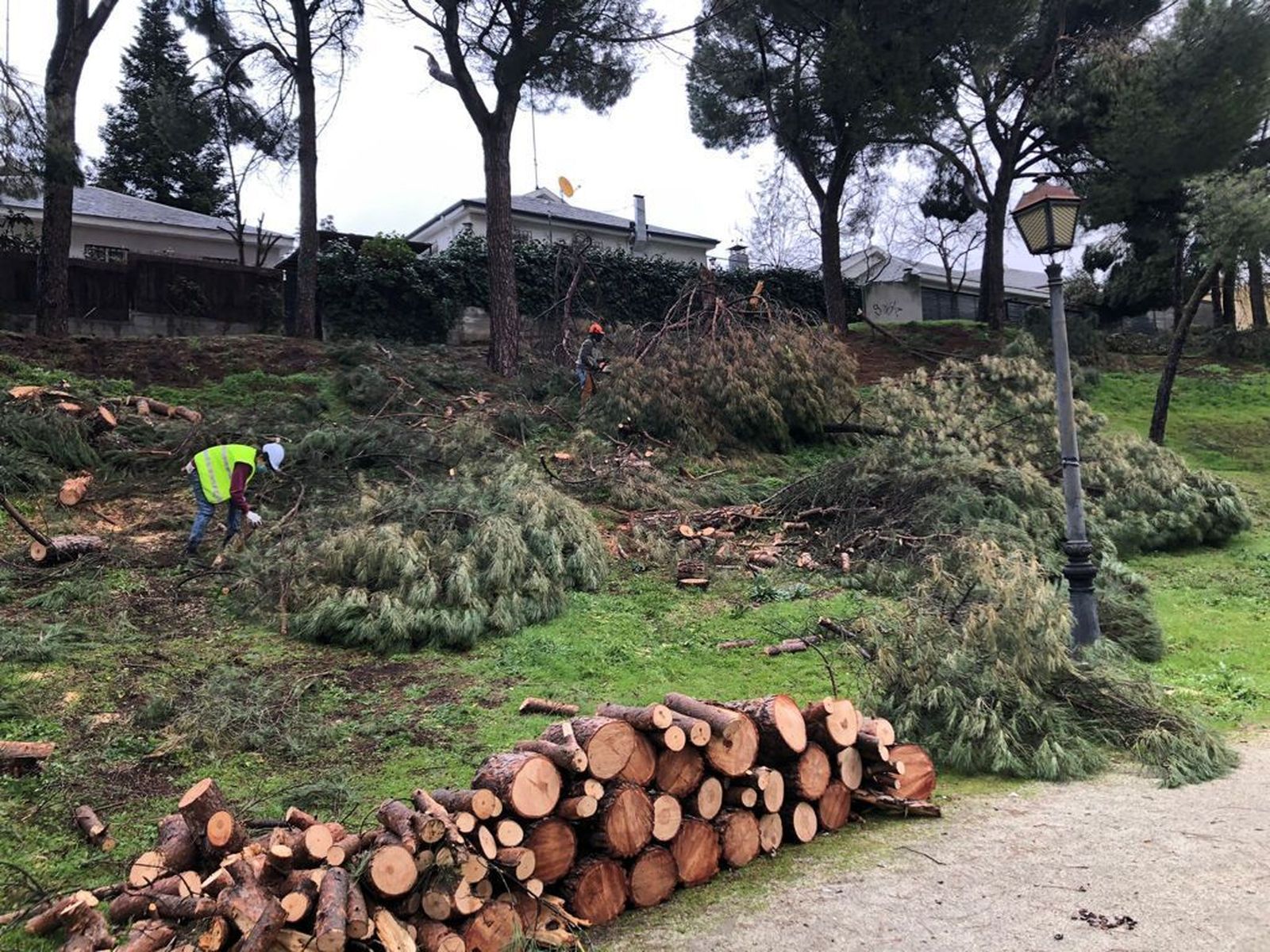 Operarios trabajando en la tala y recuperación del arbolado de Arroyomolinos