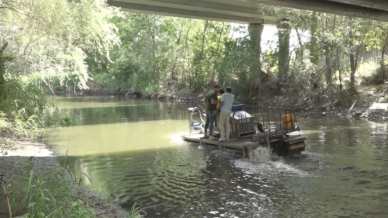 Así es el barco anfibio que elimina la planta donde anidan los huevos de la mosca negra