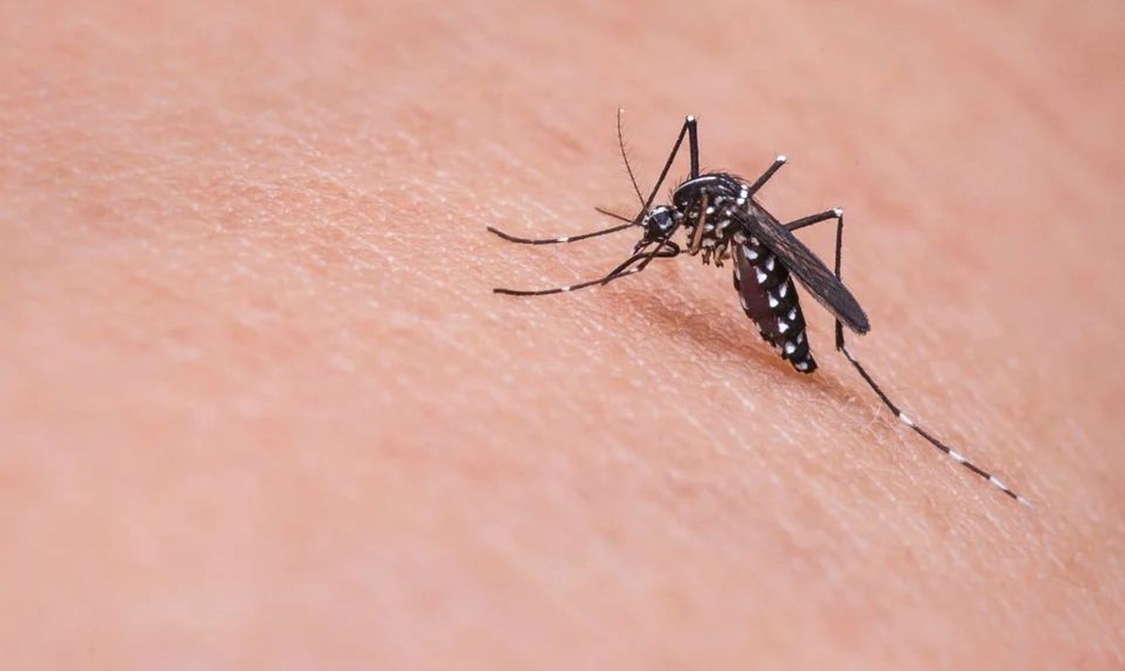 Remedios naturales para combatir a los mosquitos