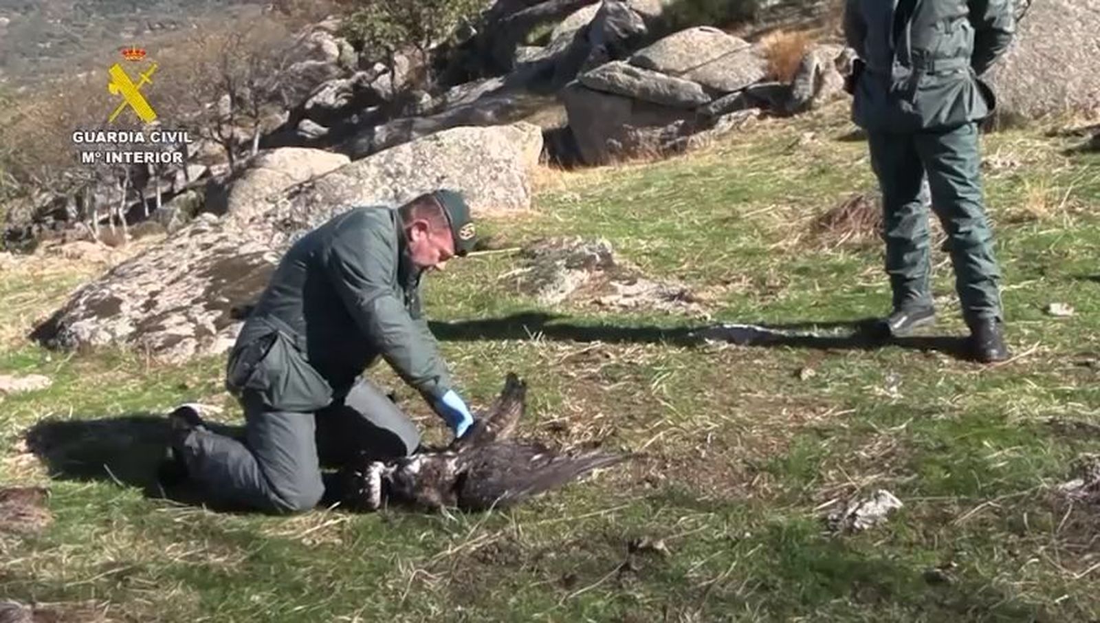 Matan a más de 600 animales con venenos y cepos ilegales: hay 62 detenidos e investigados