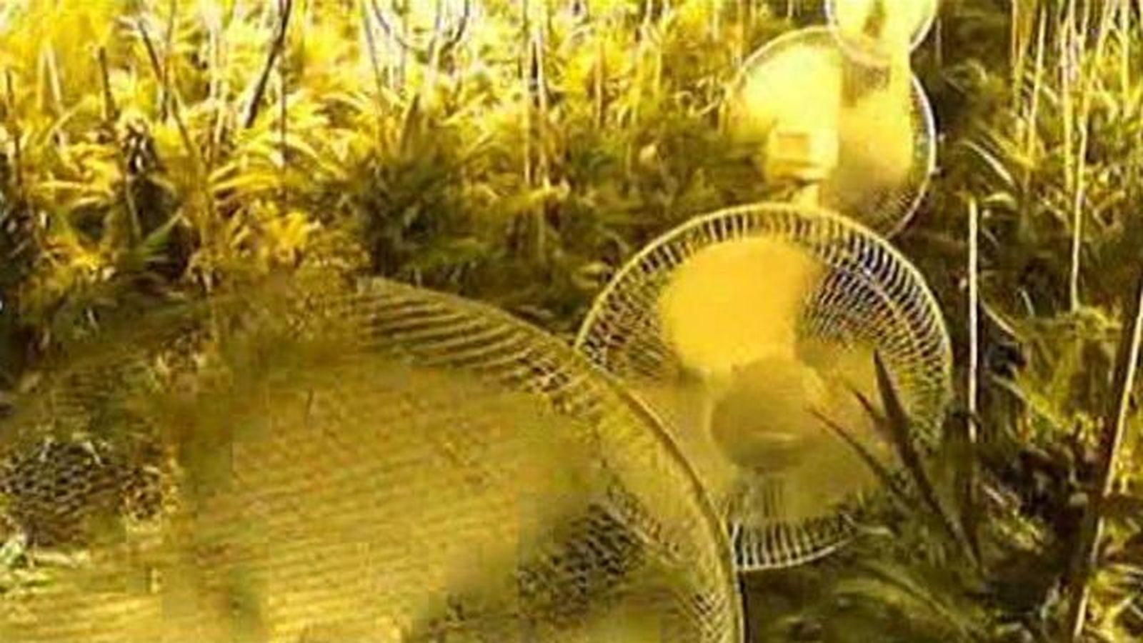 Detenidas dos personas con casi 1.800  plantas de marihuana en un chalet de Valdemorillo