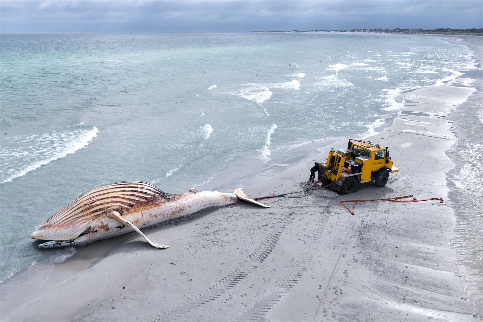 Cadáver de la ballena rescatada y finalmente varado en una isla danesa