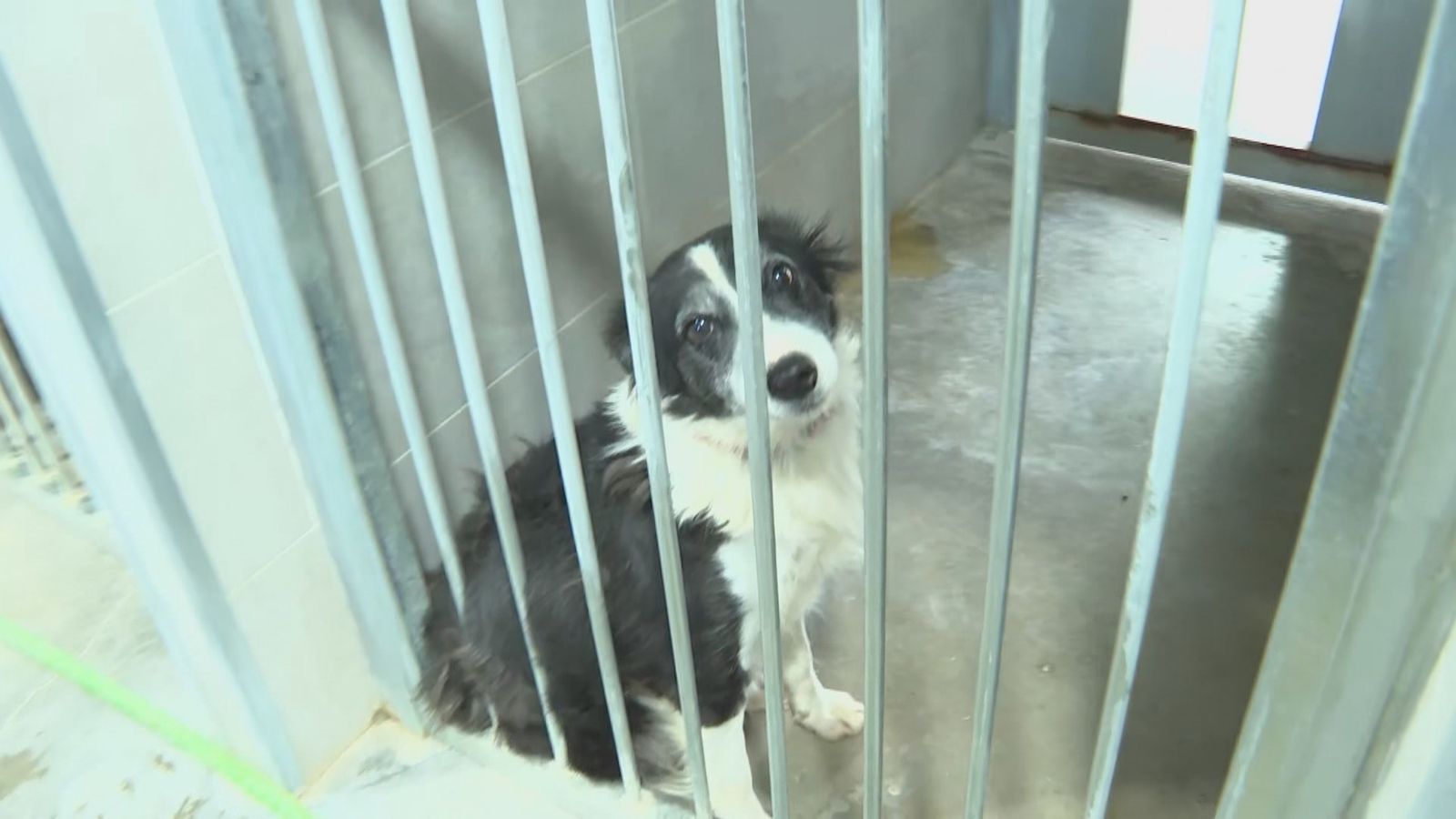 Protectoras de animales desbordadas ante la falta de adopciones y el exceso de abandonos