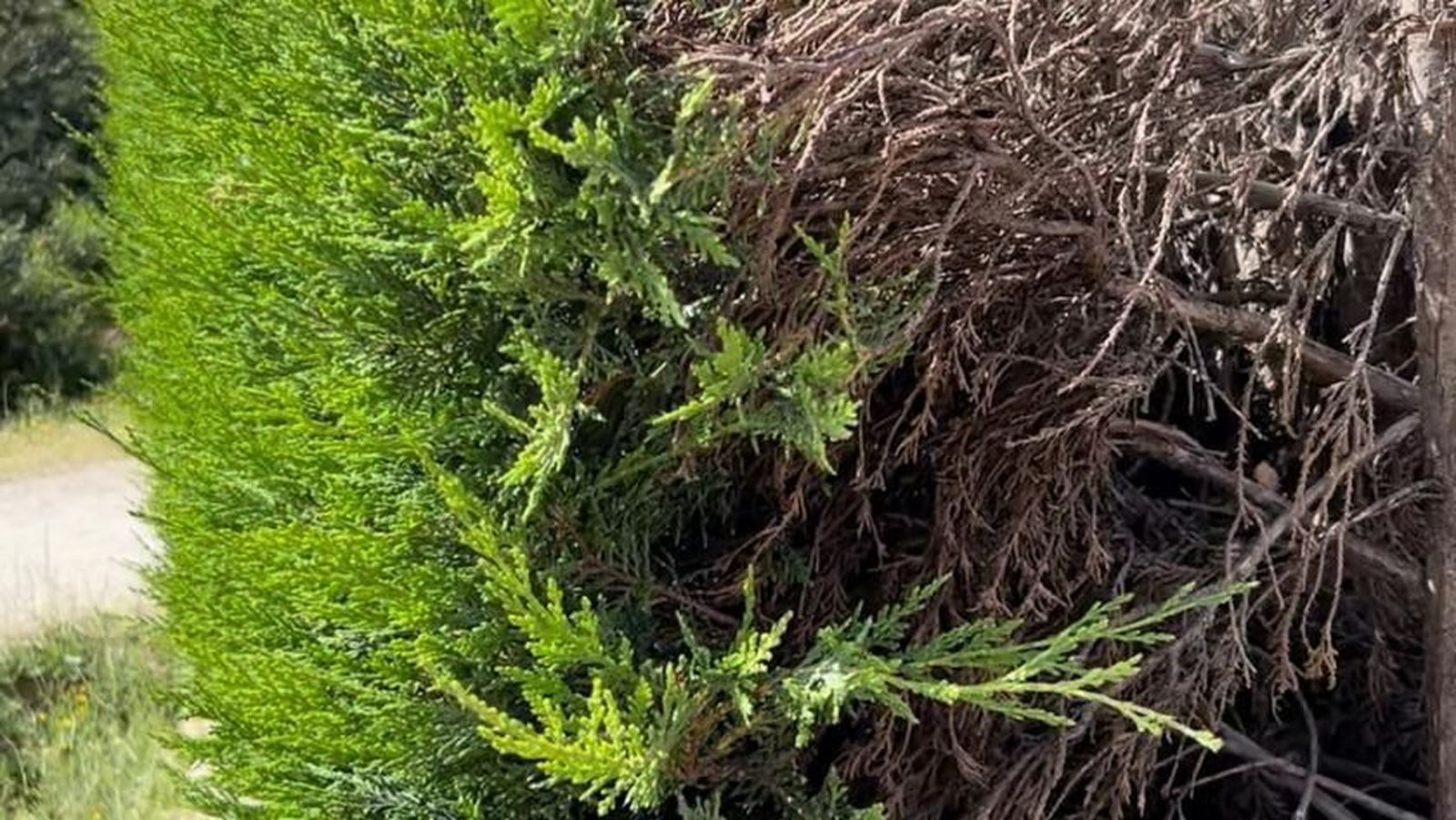 Las empresas de jardinería, a tope por la demanda para retirar arizónicas en Madrid