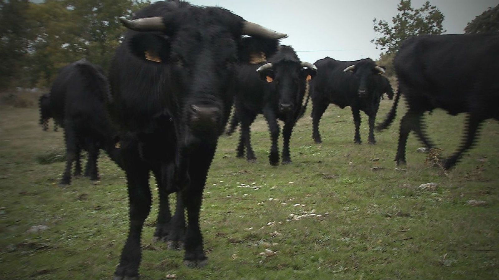 La avileña negra ibérica, una res 100 por 100 madrileña en peligro