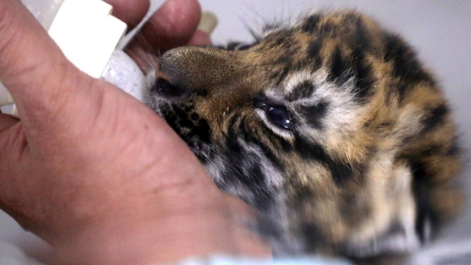 Tigre de Amoy nacido en 2022