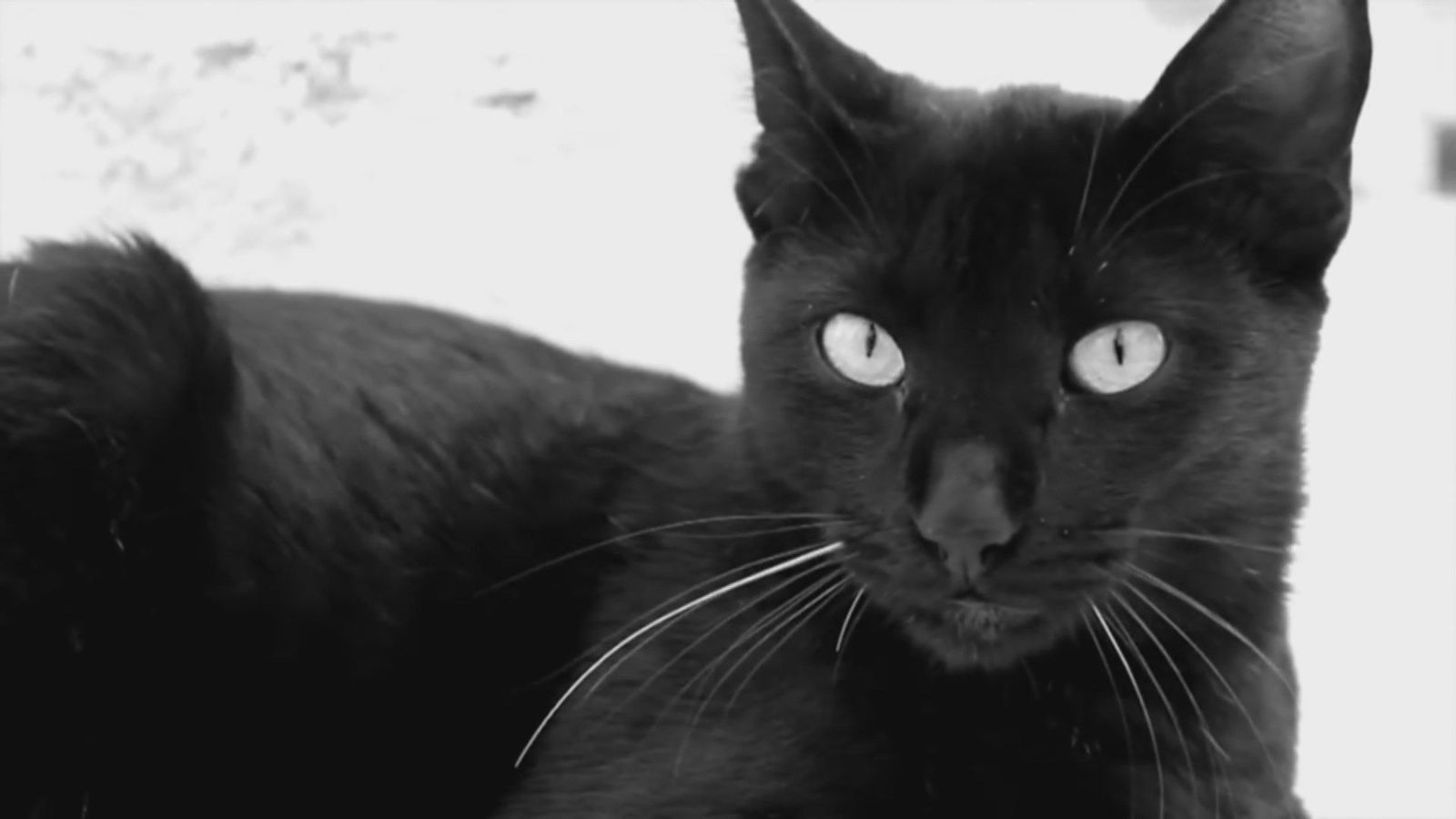 Prohibido adoptar gatos negros por Halloween