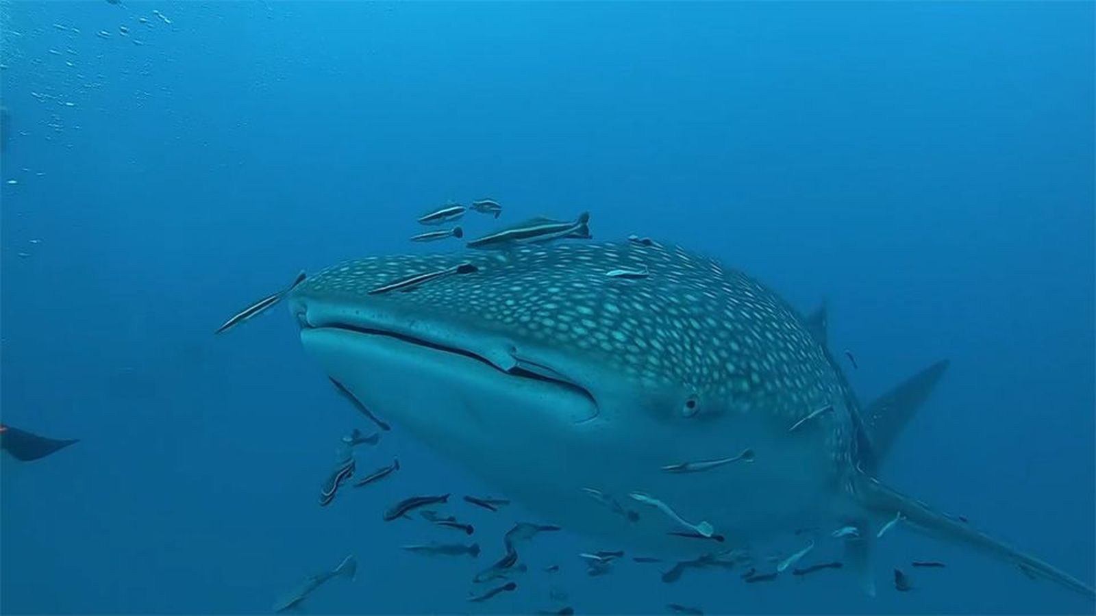 Descubrimos las profundidades de las islas tailandesas