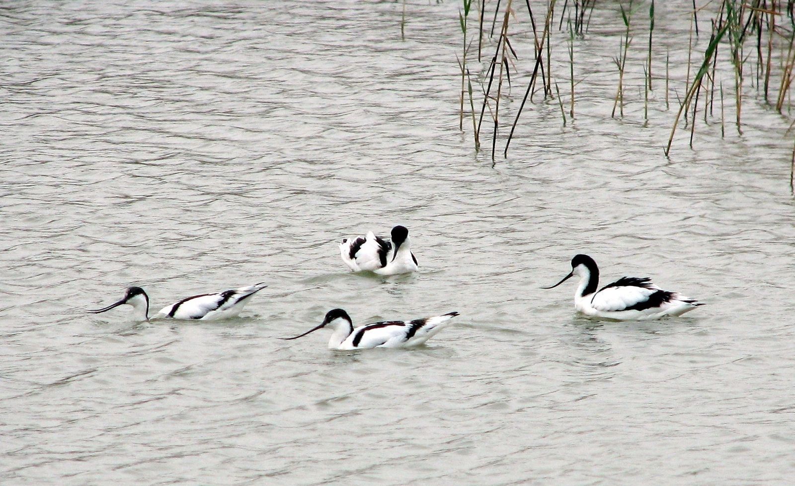 Varios ejemplares de Avoceta común