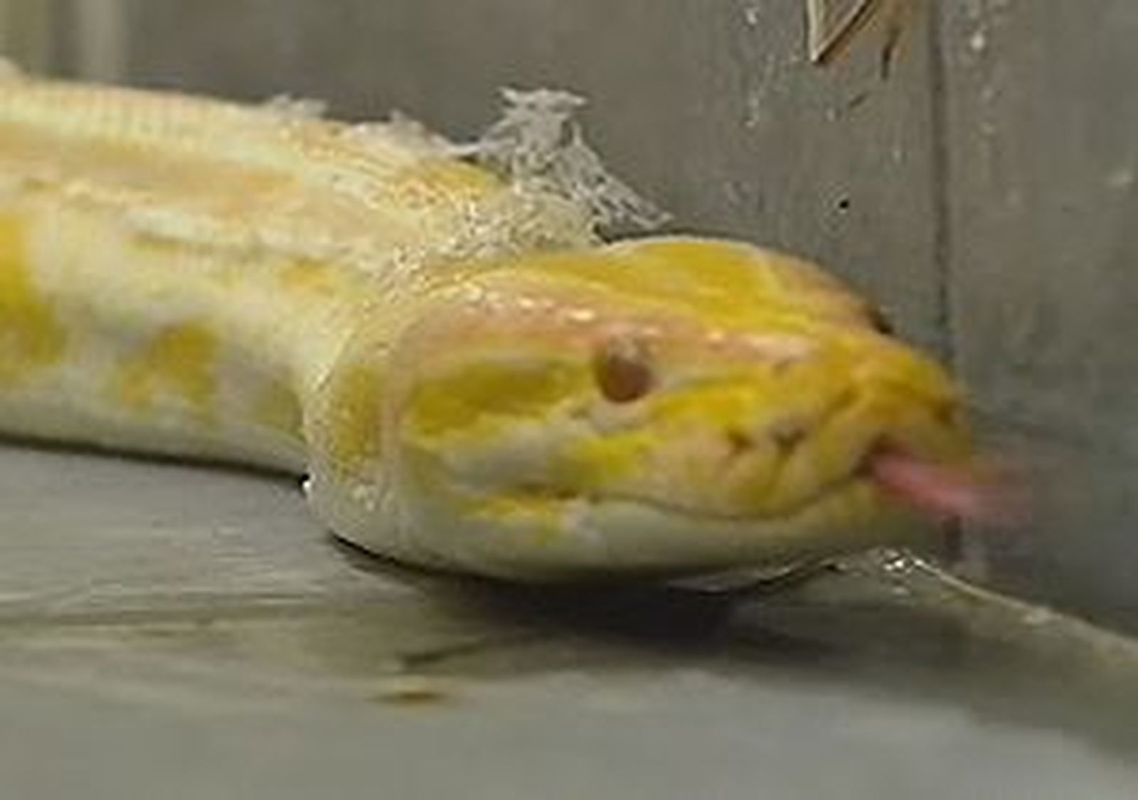 041110-serpiente.wmv