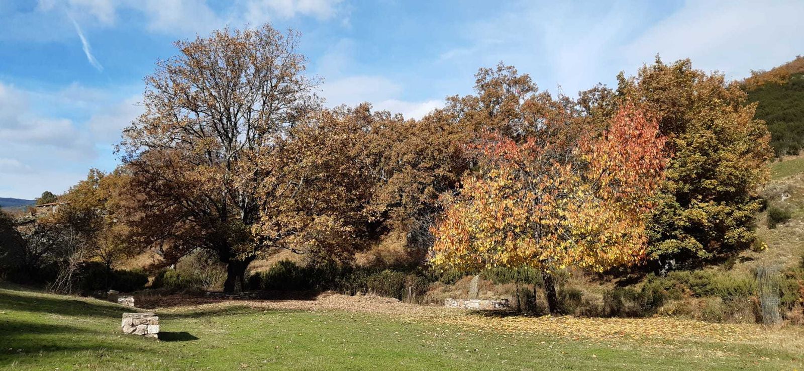 Área recreativa de La Tejera-Parque Avellanos, en Puebla de la Sierra
