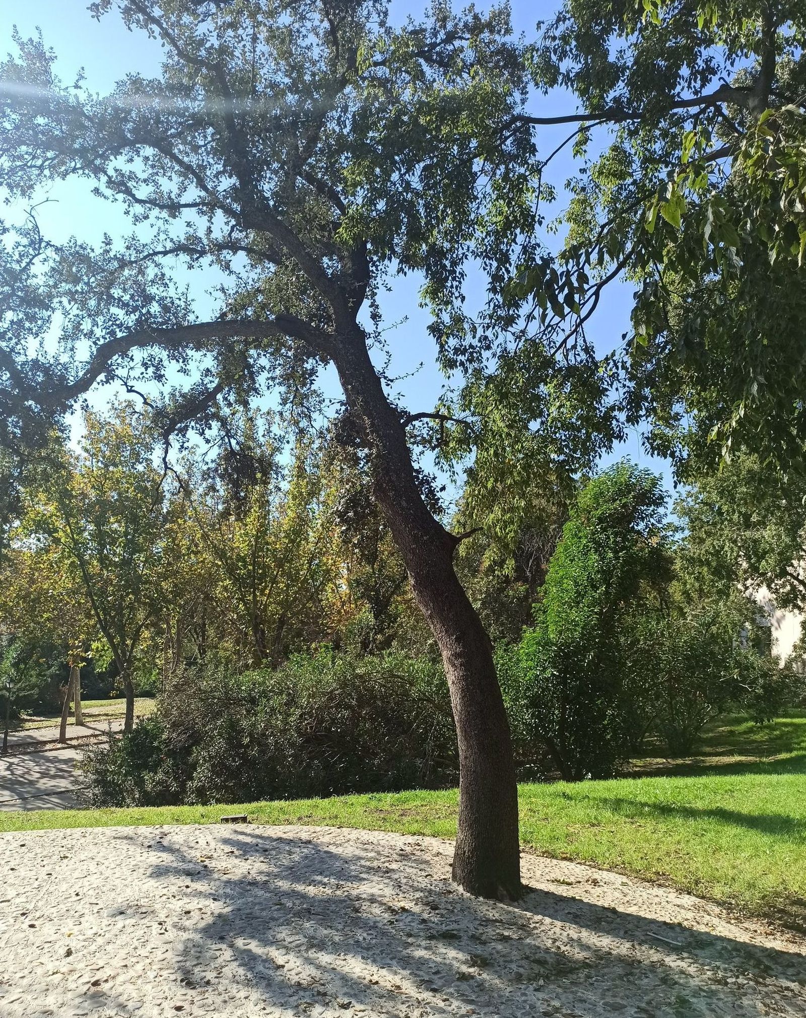 Uno de los árboles rodeado de cemento y piedra