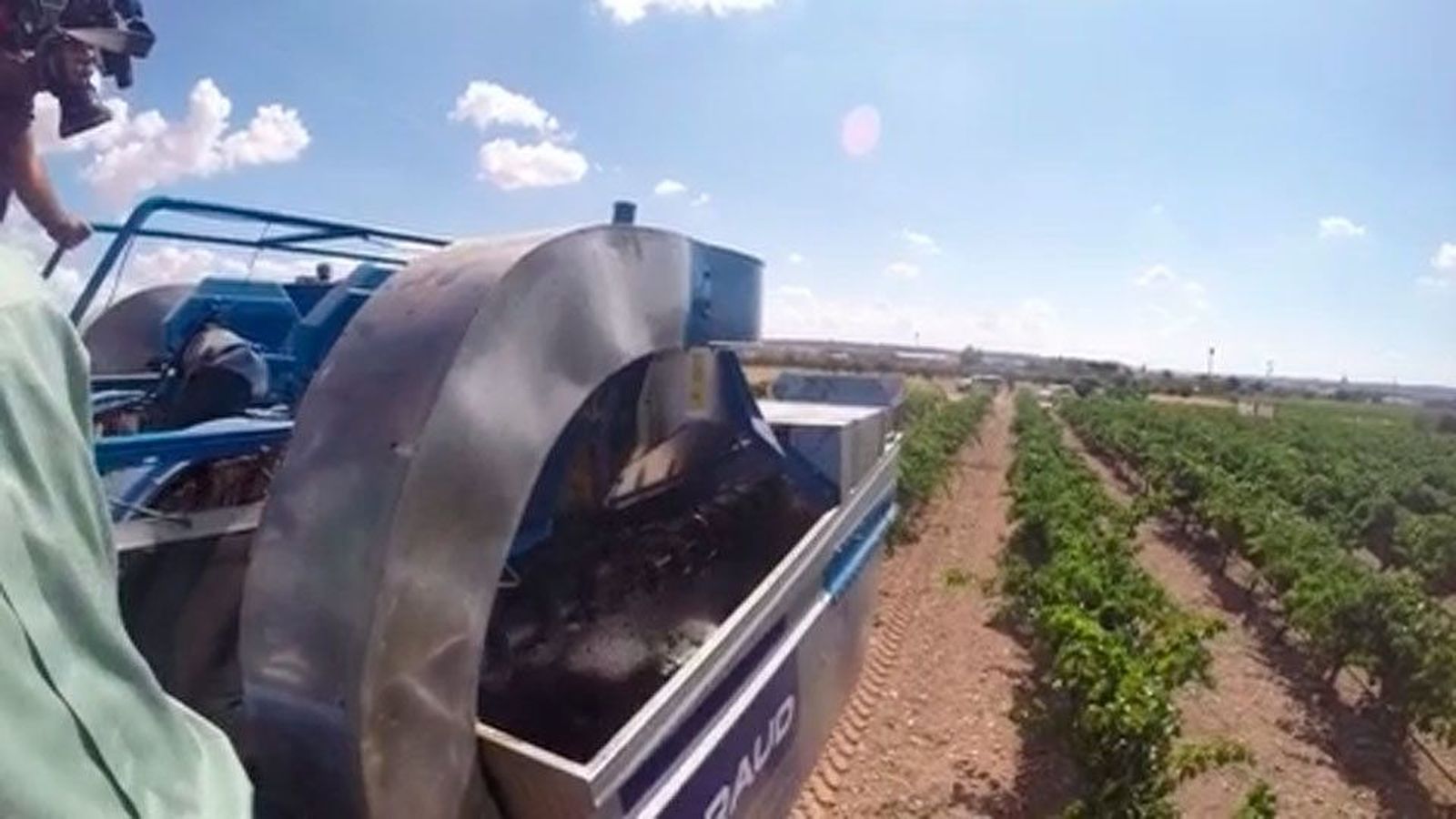 La denominación de Origen Vinos de Madrid espera vendimiar 15 millones de kilos