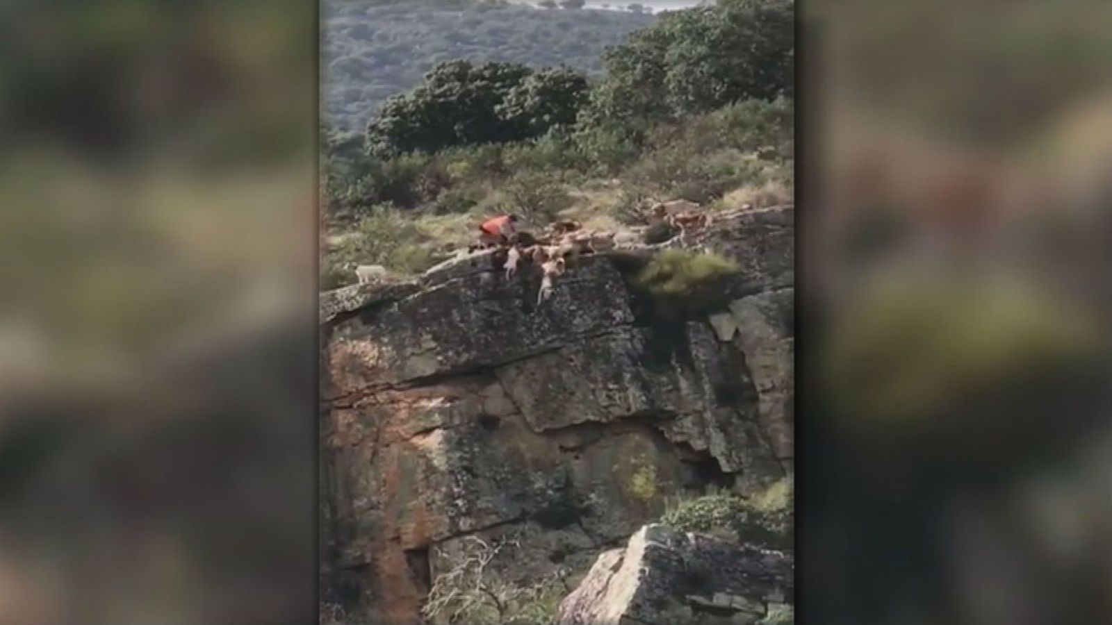 Indignación en las redes por el video de unos perros despeñados en una cacería