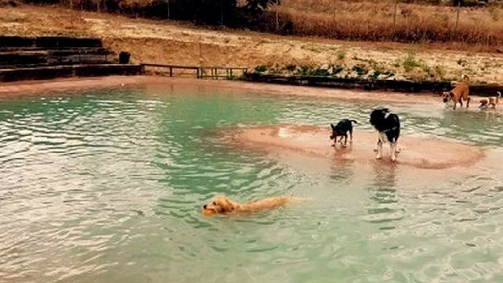 Piscina para perros