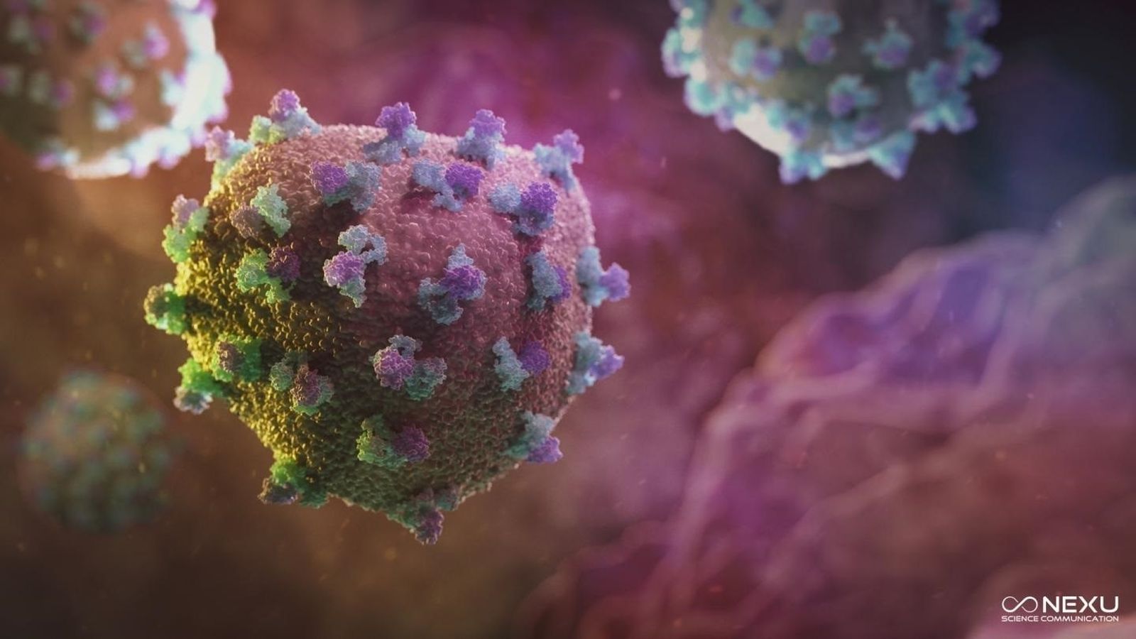 Recreación del virus de la hepatitis C (VHC)