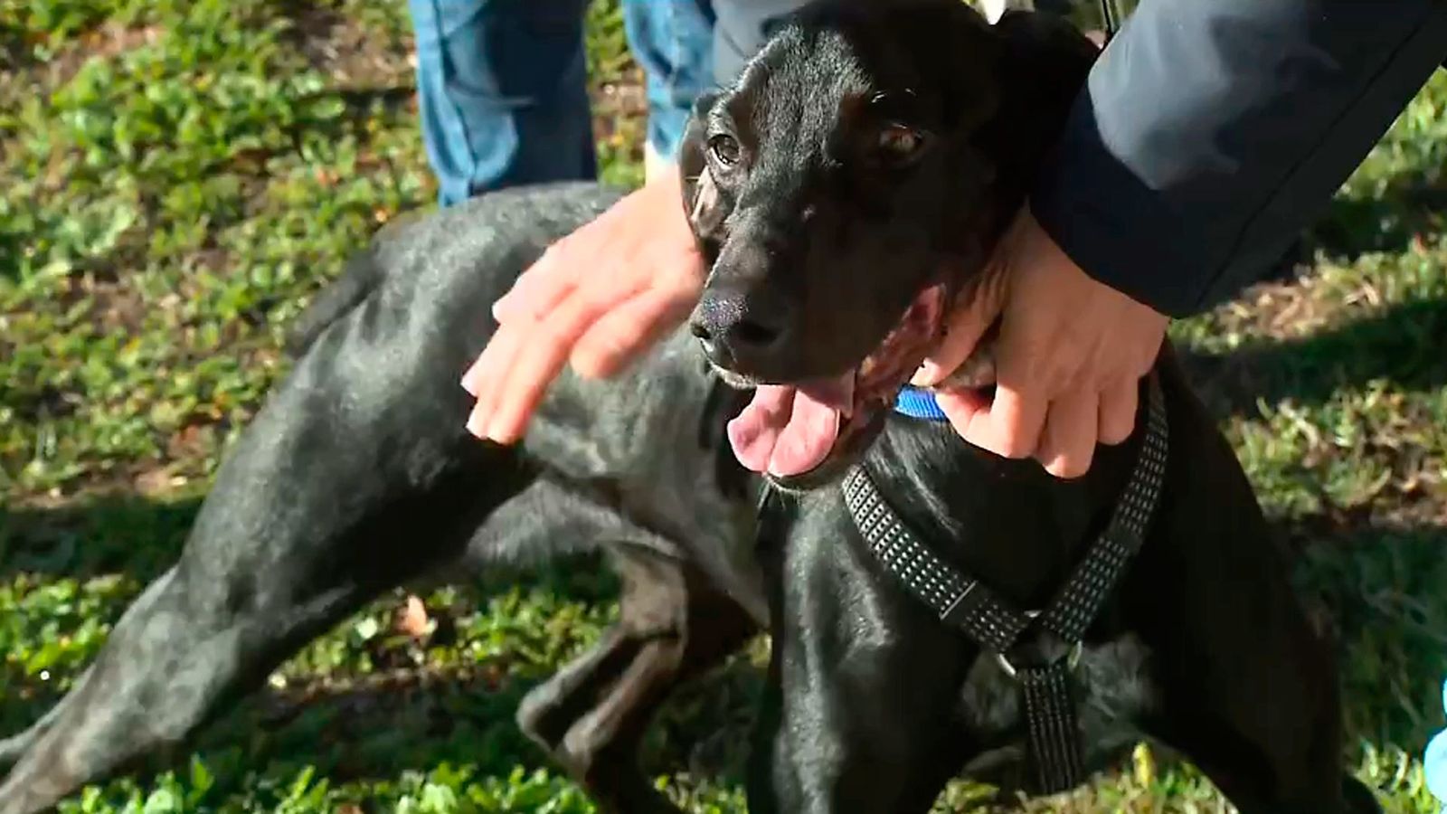 Adopción de mascotas en un centro de acogida