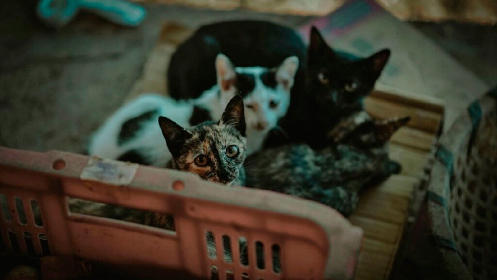 Gatos callejeros