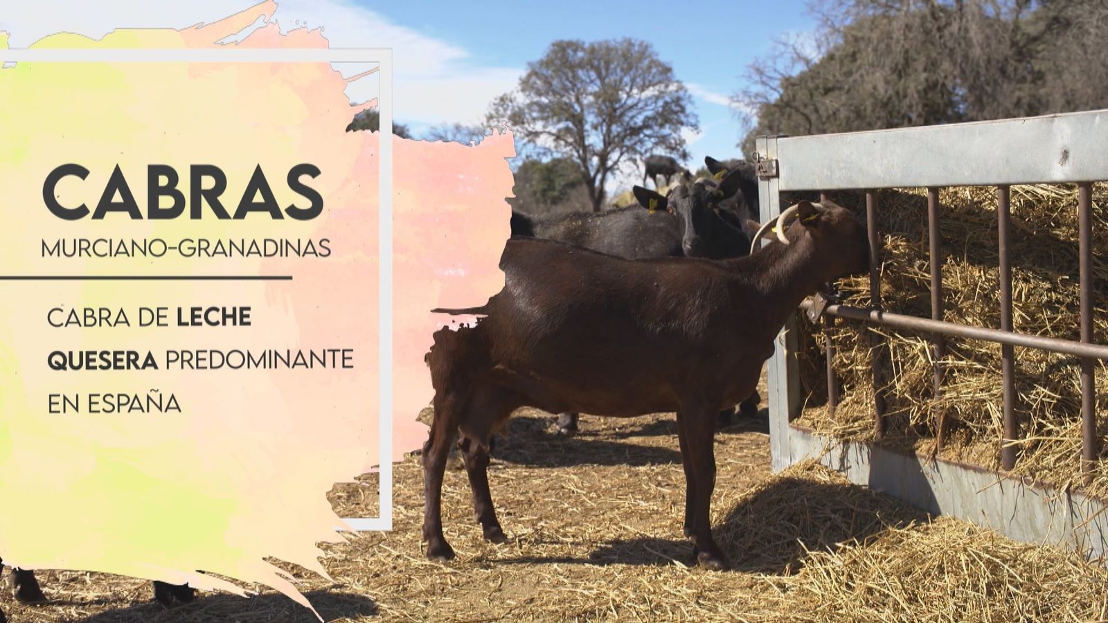 Cabras Murciano-Granadinas