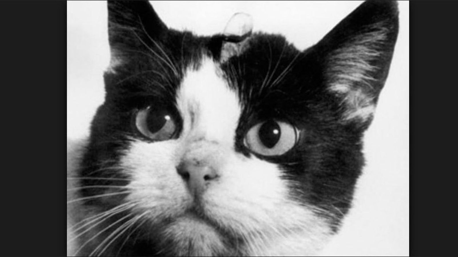 Un gato de 6 meses pierde una pata tras ser disparado en San Sebastián de los Reyes