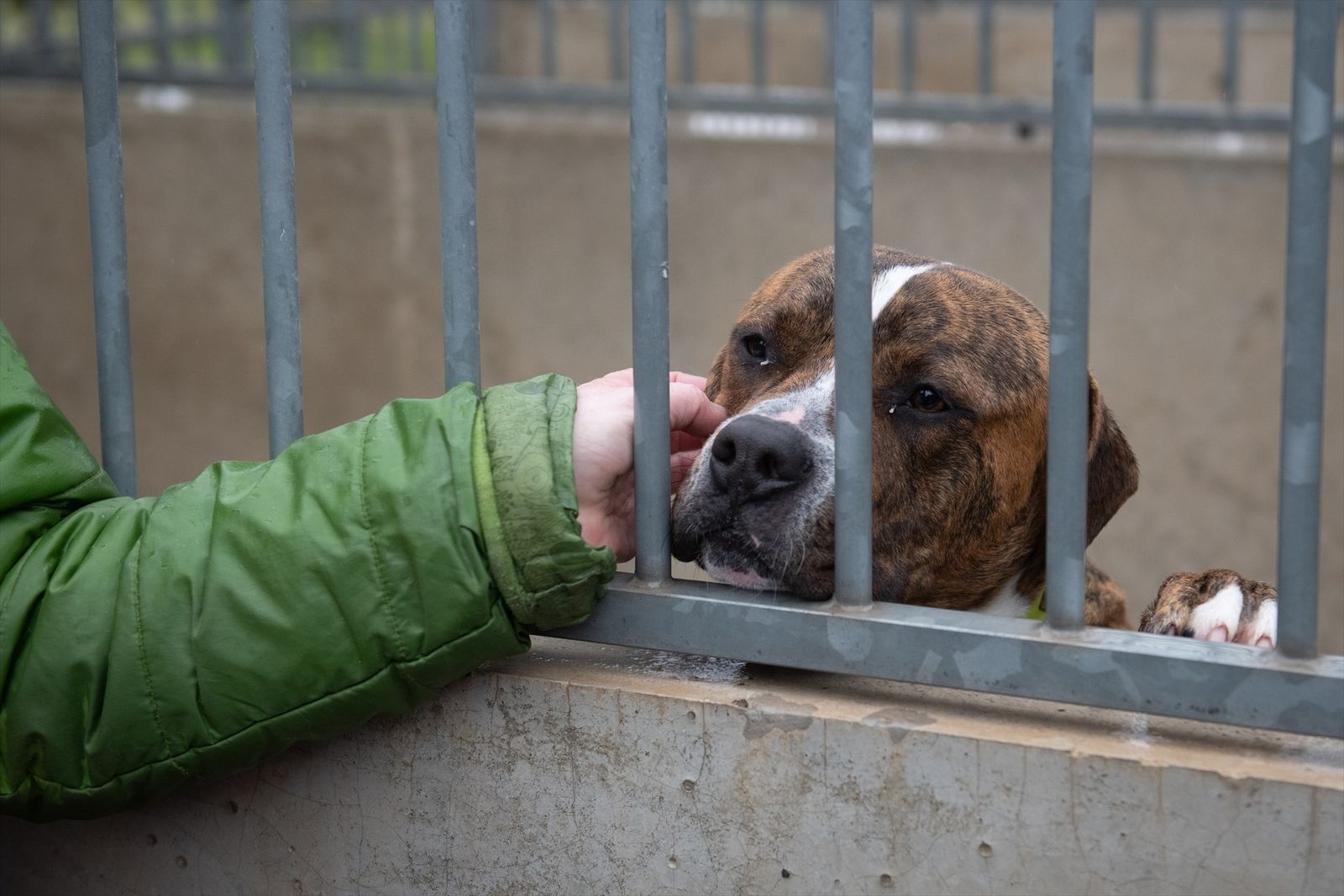 Una persona acaricia un perro en un centro de protección animal de Madrid