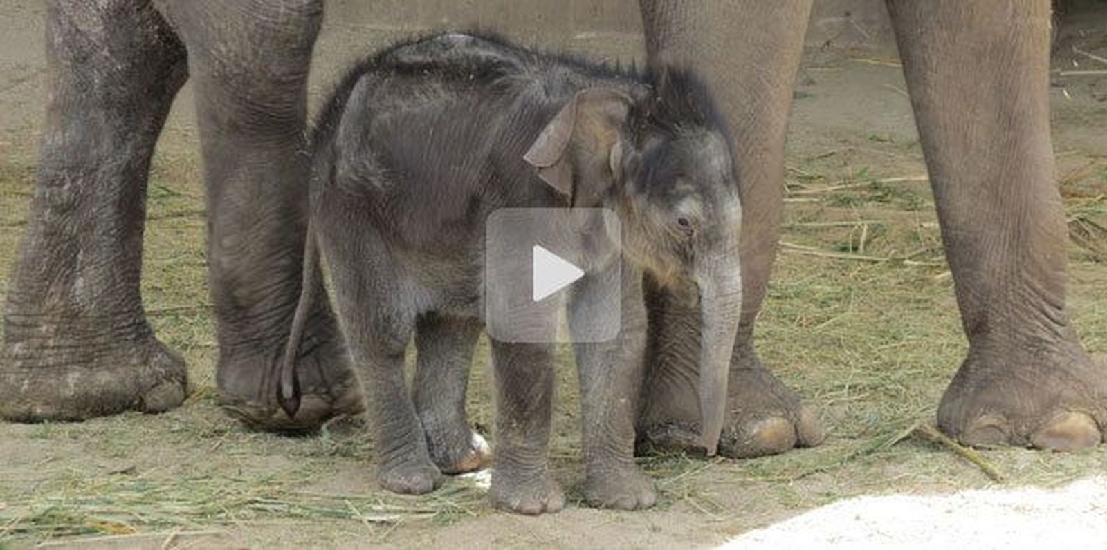 El bebé de elefante asiático del Zoo ya tiene nombre: Buba