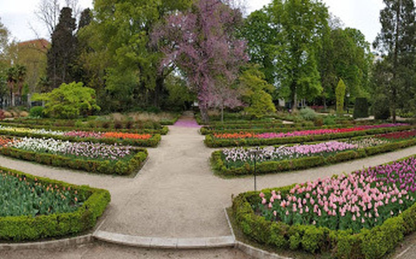 Rosaleda del Real Jardín Botánico de Madrid