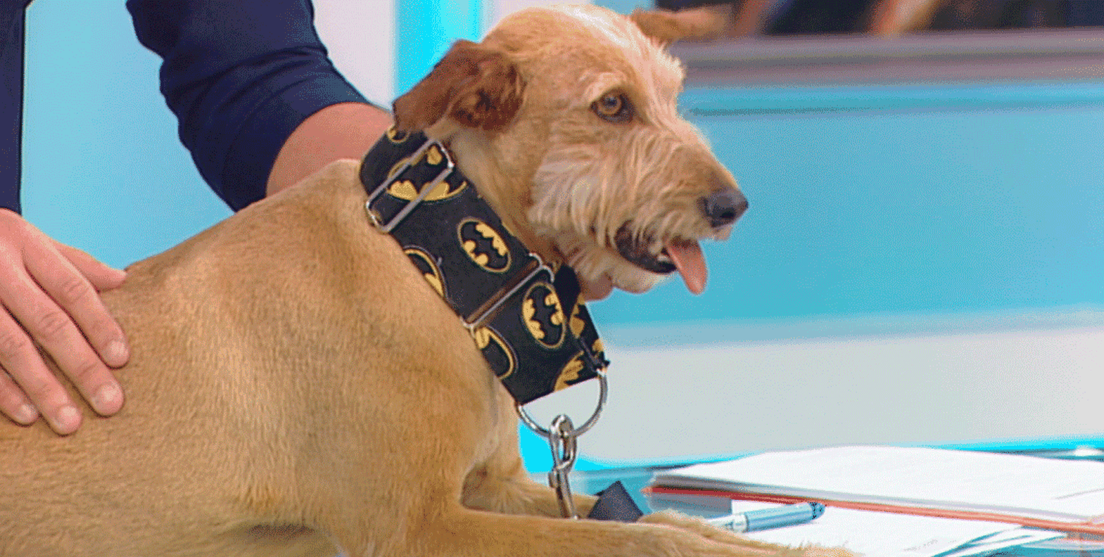 Thyrion y Kiko necesitan una familia