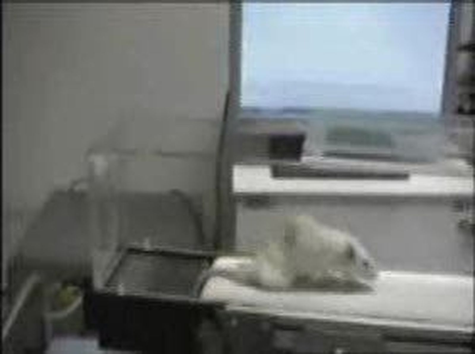 4hemiplejia_2011117V0.wmv